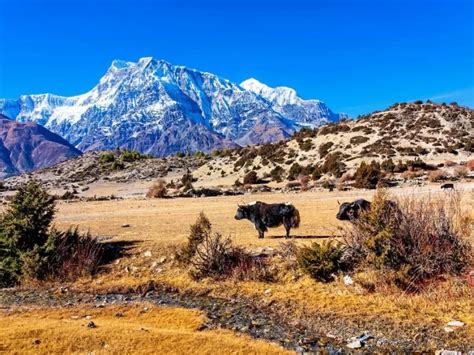 Exploring The Annapurna Circuit: A Trekker's Paradise - Trek Me Nepal