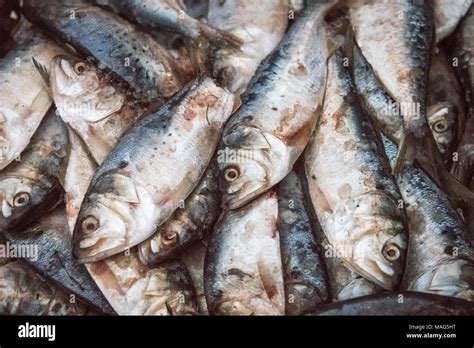 Barrel of menhaden bait fish on the Potomac River near Fort Washington ...