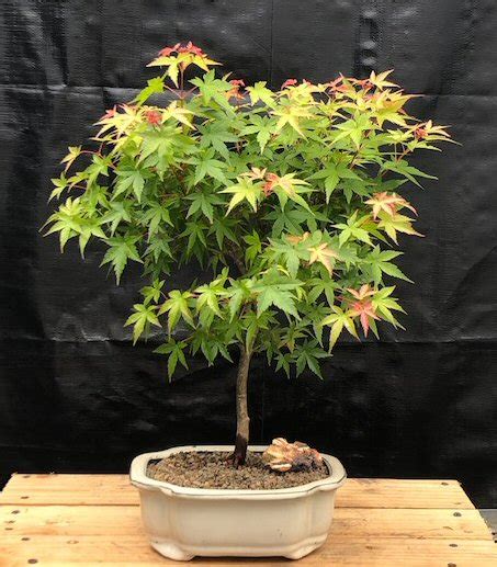 Dwarf Green Japanese Maple Bonsai Tree - campestre.al.gov.br