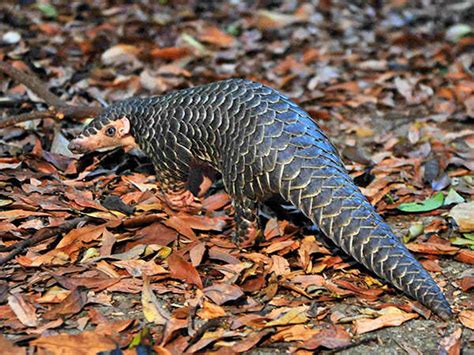 Chinese Pangolin - Manis pentadactyla