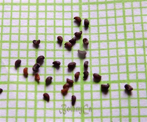 Papaveraceae – Botanically Inclined – Seed Adventures