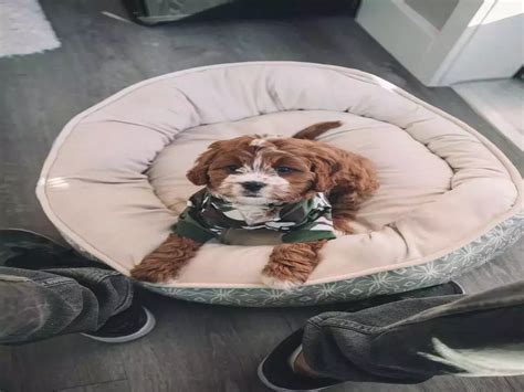 Best pet beds to buy in India | Business Insider India