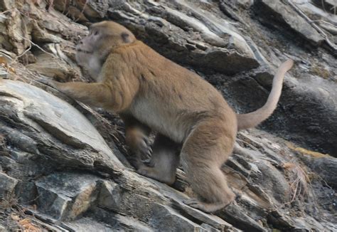 Nepal’s Assam Macaque Is Its Own Beast