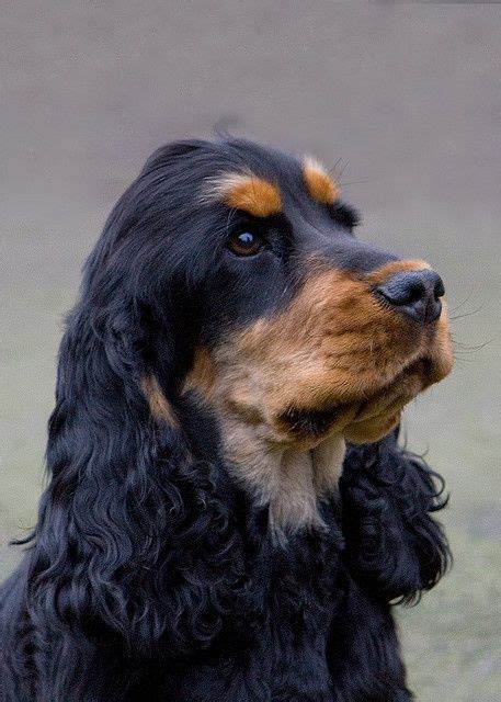 Cocker Spaniel waiting for you to take it for a walk Perro Cocker ...