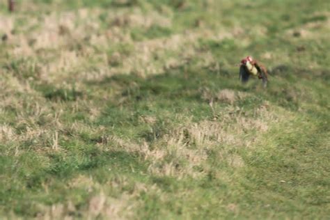 A Magical Yet Alarming Moment Of Woodpecker Carrying A Baby Weasel On ...