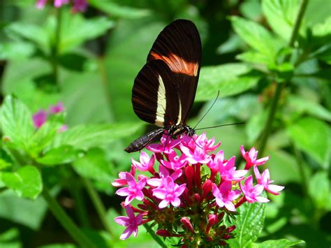 Fairchild Tropical Garden | Butterfly conservatory, Fairchil… | Flickr