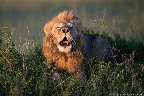 Lion Roaring - Burrard-Lucas Photography