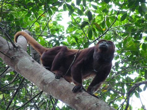 Yasuni Rainforest Tour * Ecuador Tours SOLEQ.travel