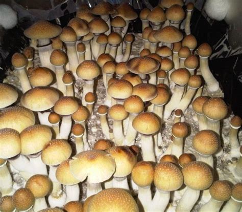 B+ - Cubensis-Spores.com