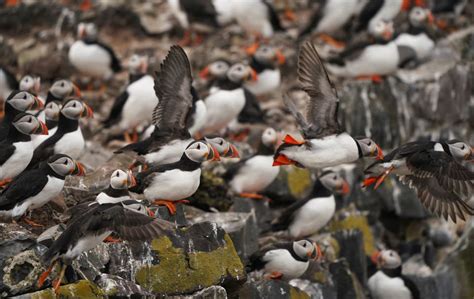 Bird flu closes the Farne Islands to visitors | The Standard