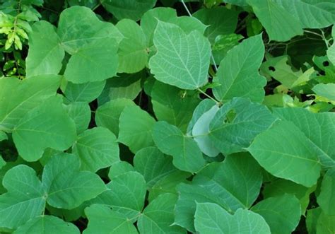 Kudzu Leaves