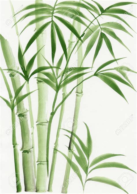 Original watercolor painting of palm bamboo Stock Photo - 23960480 ...