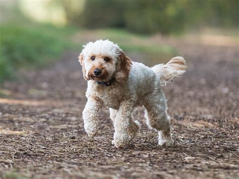 Adult Cockapoo Watching Stunning Mom Pretty – Telegraph