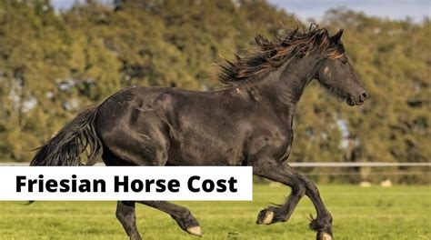 Friesian Horse Price: How Much Do They Cost?