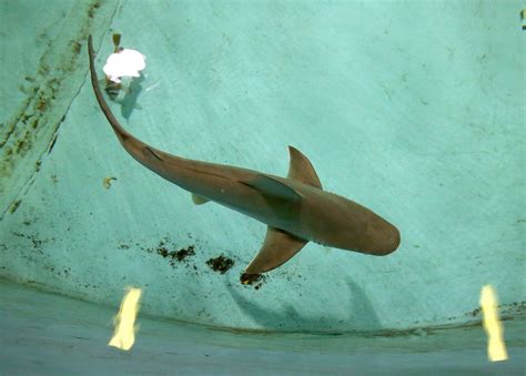 You doo-doo-doo need to see these baby sharks at this N.J. aquarium ...