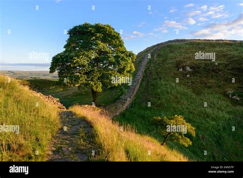 Sycamore Gap on Hadrian's Wall Stock Photo - Alamy