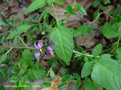 Bittersweet nightshade identification and control: Solanum dulcamara ...