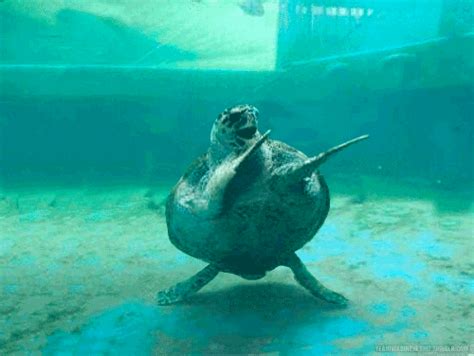 Catoon Turtle GIFs - Find & Share on GIPHY