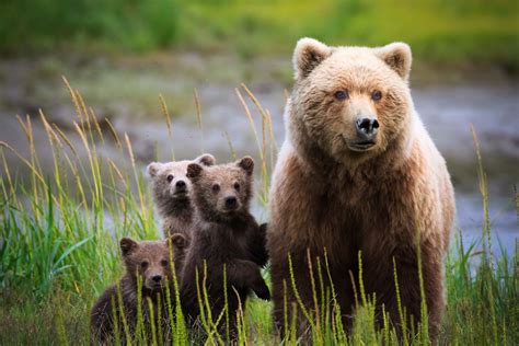 Alaska Bears & Landscape