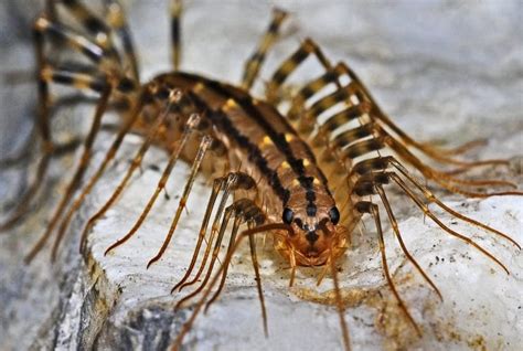 What's Causing Your House Centipede Infestation