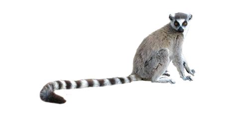 Lemur - PNG All | PNG All