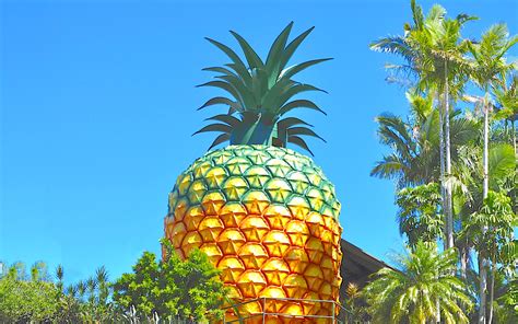 The Big Pineapple on AWOL