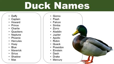 Adorable Duck Names: Naming Ideas for your Pet - Pet Names Vocab