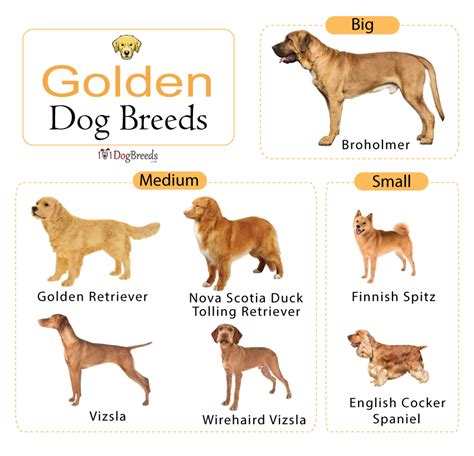 List of Golden Dog Breeds WIth Pictures | 101DogBreeds.com