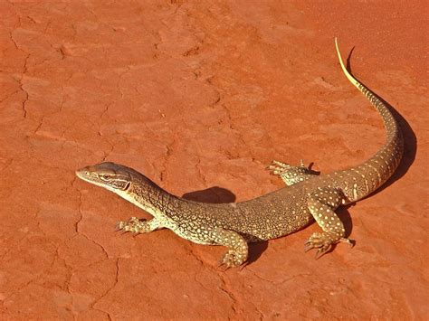 Australian Desert Lizard