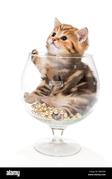 Small funny kitten sitting in a big glass goblet Stock Photo - Alamy