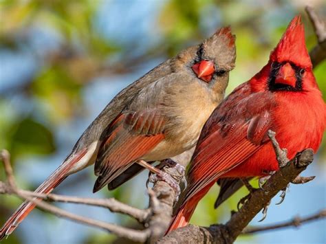 Female Cardinsl - Female cardinal at feeder with bird call подробнее ...