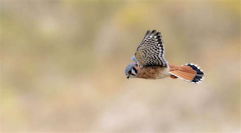 American Kestrel, hovering male | BirdForum