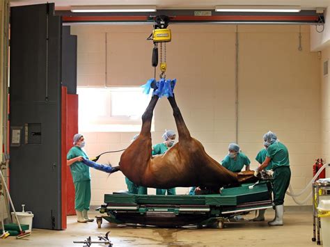 Eyewitness: Expert care | Large animal vet, Equine veterinary ...