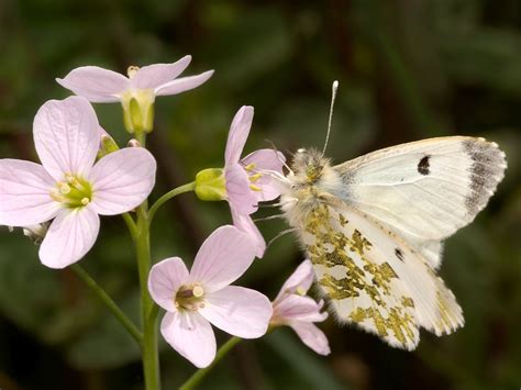 Wildlife at Alton Water Reservoir: Female Orange Tip Butterfly