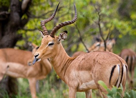 Impala Animal Information - Habitat, Diet, Traits & More!