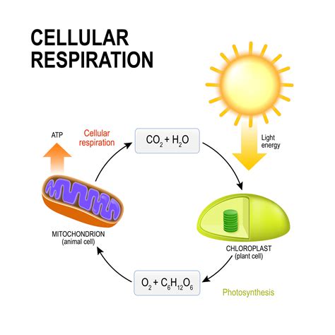 [最も人気のある！] model of cellular respiration in plants 322870 - Gambarsae4s0