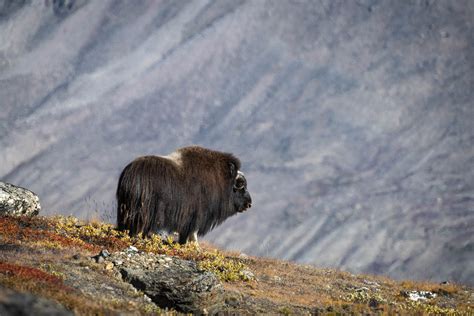 Greenland Wildlife | Olga FineArts Photography | Fine Art Prints ...