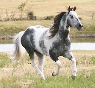 642 best Pinto horses images on Pinterest | American quarter horses ...