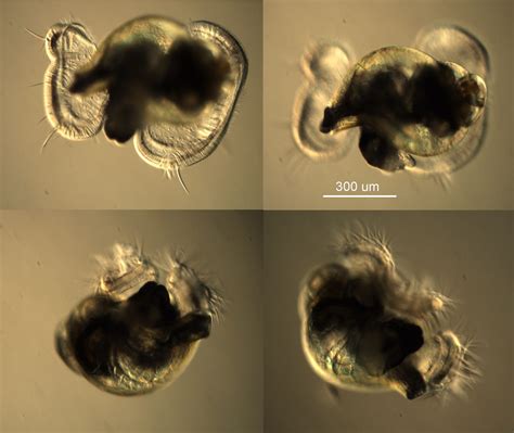 Identified Invertebrate Larvae | Friday Harbor Laboratories