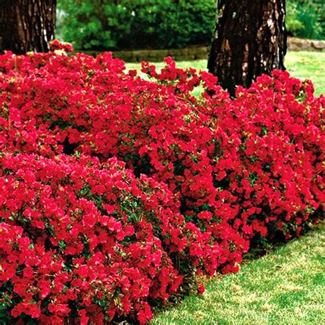 Landscaping Azalea Bushes | ubicaciondepersonas.cdmx.gob.mx