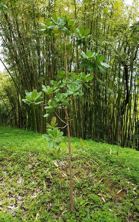 Anacardium occidentale (Anacardiaceae) image 152599 at PhytoImages.siu.edu