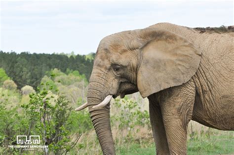 The Sanctuary has... - The Elephant Sanctuary in Tennessee