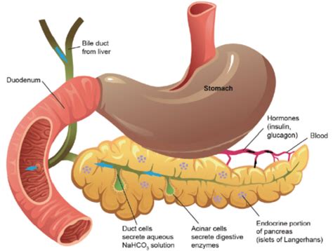 Pancreatic Polypeptide: Function & Associated Diseases - SelfDecode Labs