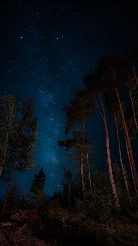 Night Forest Wallpapers on WallpaperDog