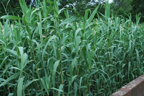 Arundo Donax | Emerald Plants