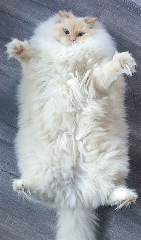 Sky The Cat Is Fluffy Like A Cloud! | Cute animals, Cute cats, Crazy cats