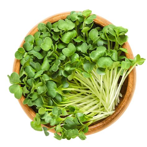 MICRO RADISH DAIKON - A&S Microgreens