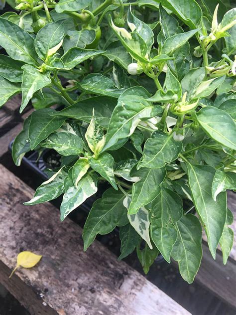 Fish Pepper - Vinland Valley Nursery