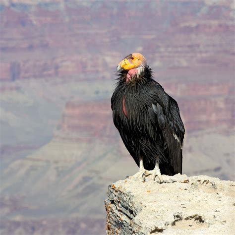 California condor | Wingspan, Habitat, Population, Endangered, & Facts ...