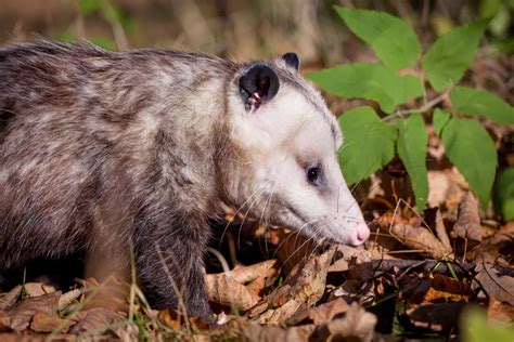 Best Possum Traps For A Pest-Free 2023! » Wild Animals Central